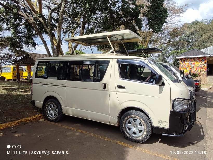 Safari wildlife